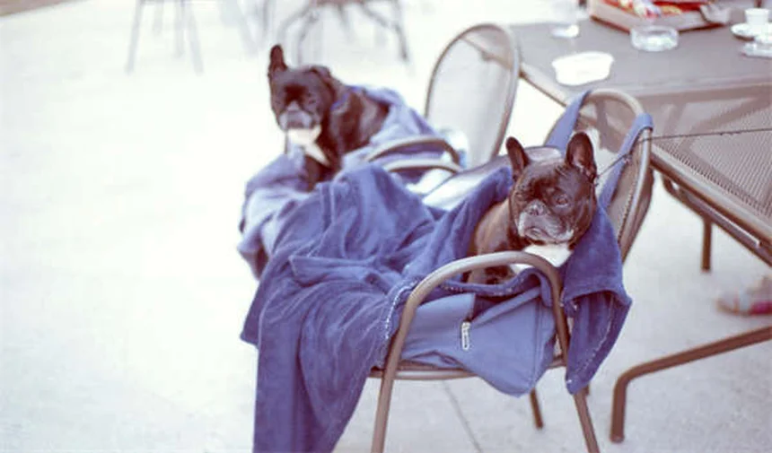 Kiso-Pferde: Japans seltene Pferderasse mit faszinierender Geschichte