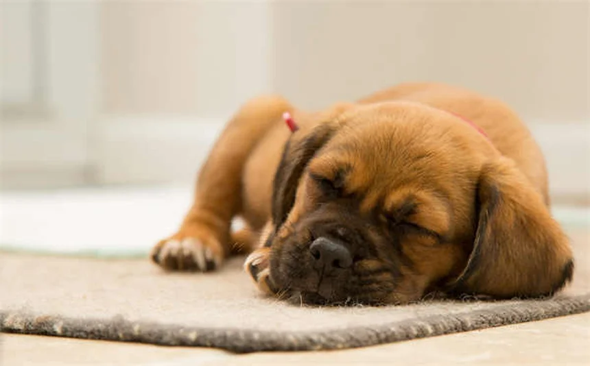 Frettchen Regurgitation: Ursachen, Symptome & Behandlung