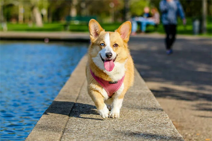 Clomicalm für Hunde: Wirkung, Dosierung & Nebenwirkungen erklärt