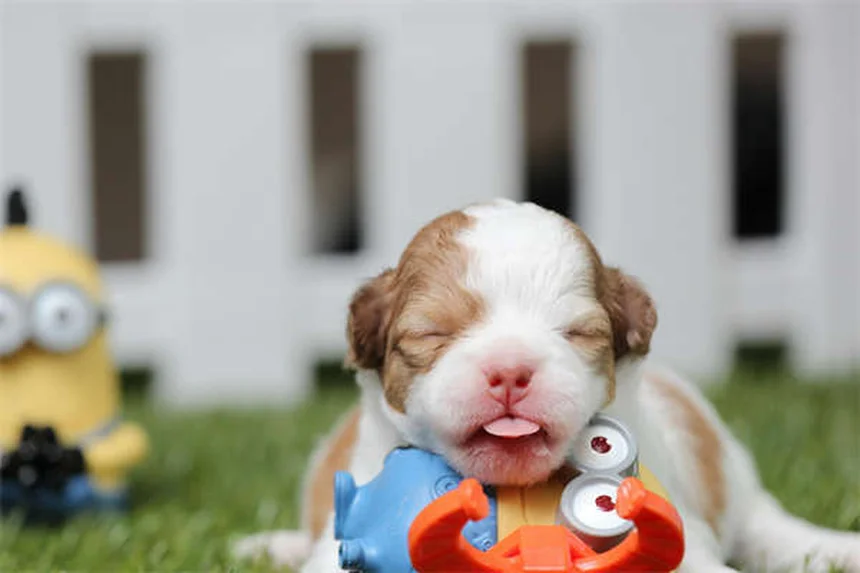 Hunde-Zoomies: Warum dein Hund plötzlich durchdreht