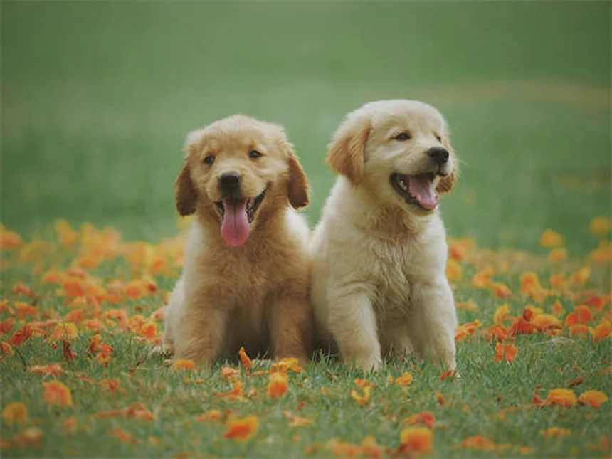 Salmonellose bei Hunden: Symptome, Behandlung & Vorbeugung