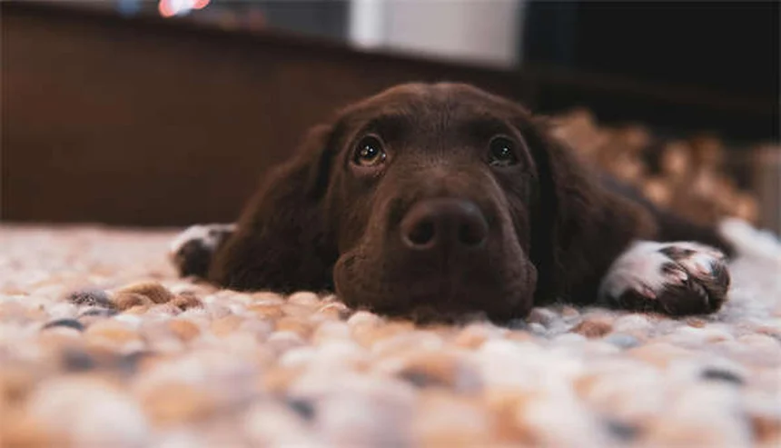 Salmonellose bei Hunden: Symptome, Behandlung & Vorbeugung