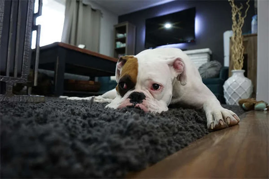 Salmonellose bei Hunden: Symptome, Behandlung & Vorbeugung