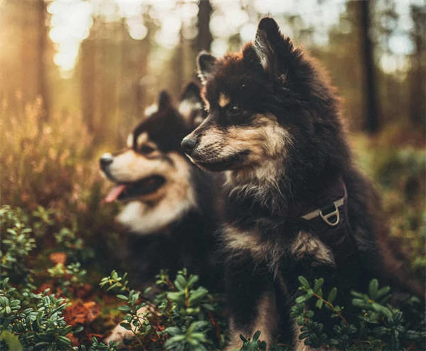 Hundeimpfungen: Der vollständige Leitfaden für gesunde Vierbeiner