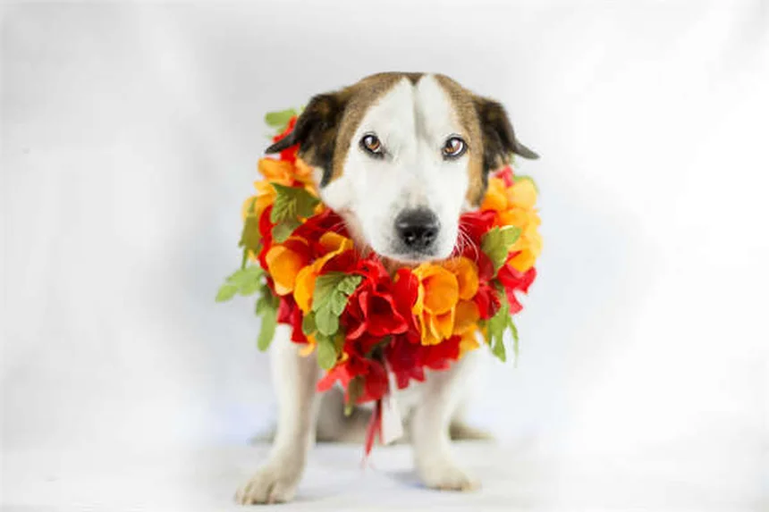 Lymphadenopathie bei Frettchen: Symptome, Ursachen & Behandlung